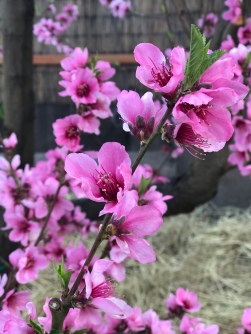 Peach blossom garden blooms
